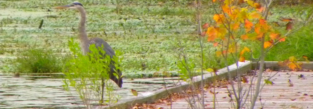Heron on a dock inJean Lafitte National Preserve