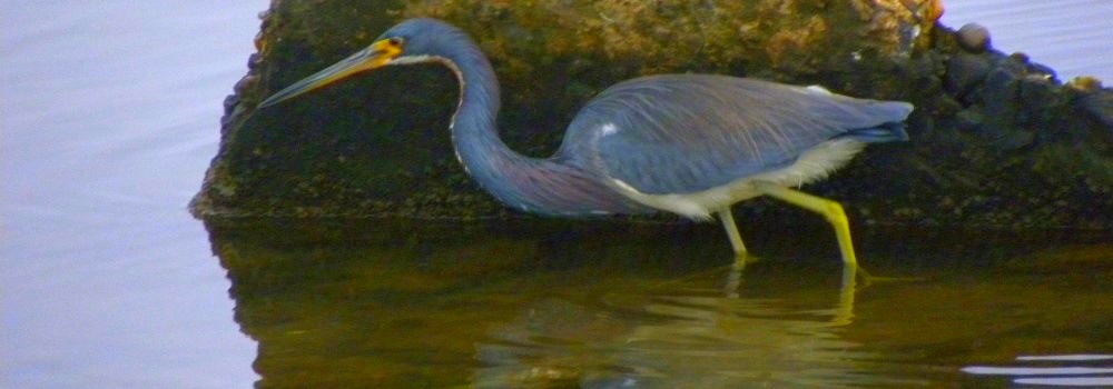 Padre Island Birds