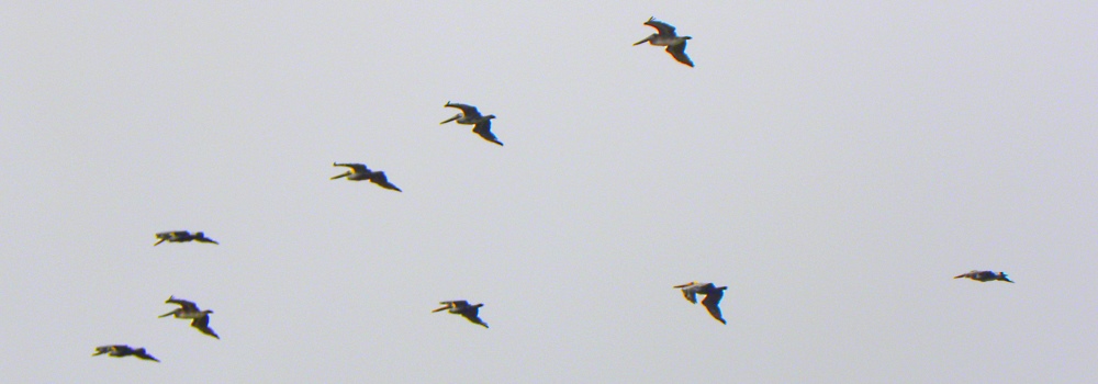 The Brown PelicansSouth Padre Island