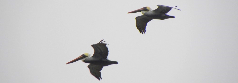 The Brown PelicansSouth Padre Island