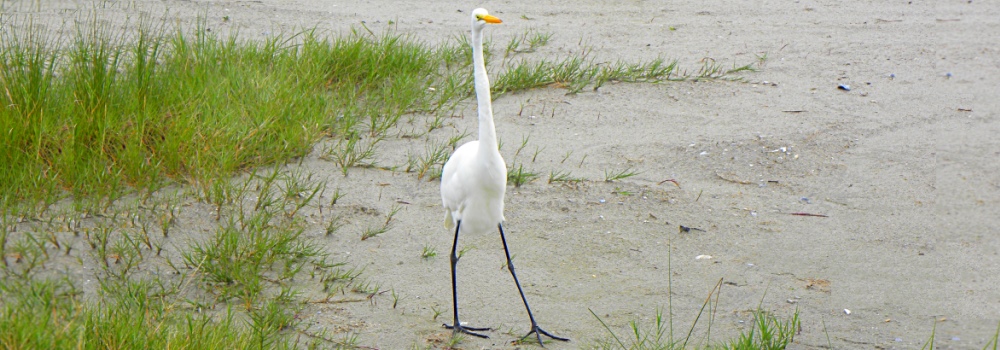 Long-necked Great EgretSouth Padre Island