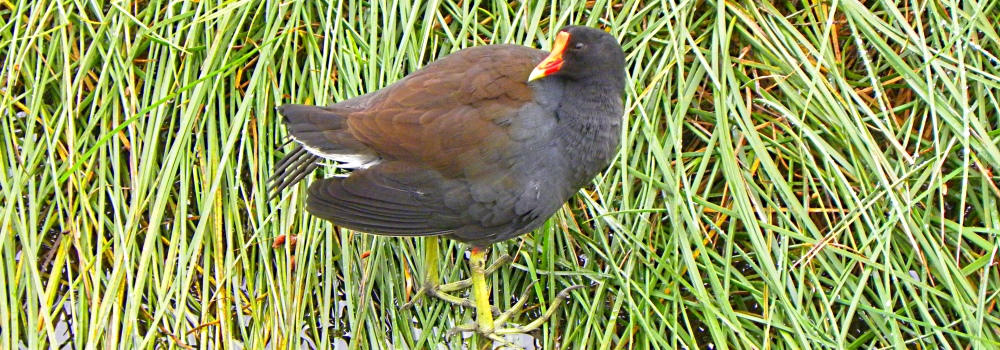 A Moorhen on reedsSouth Padre Island