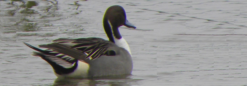A PintailSouth Padre Island