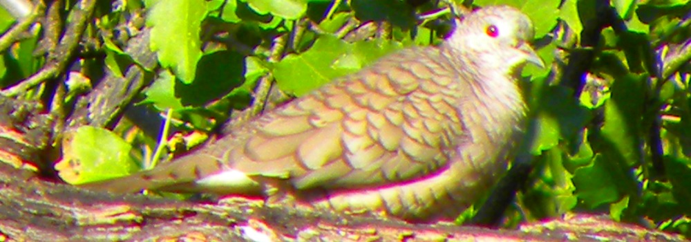 Mourning DoveSalineño Wildlife Preserve