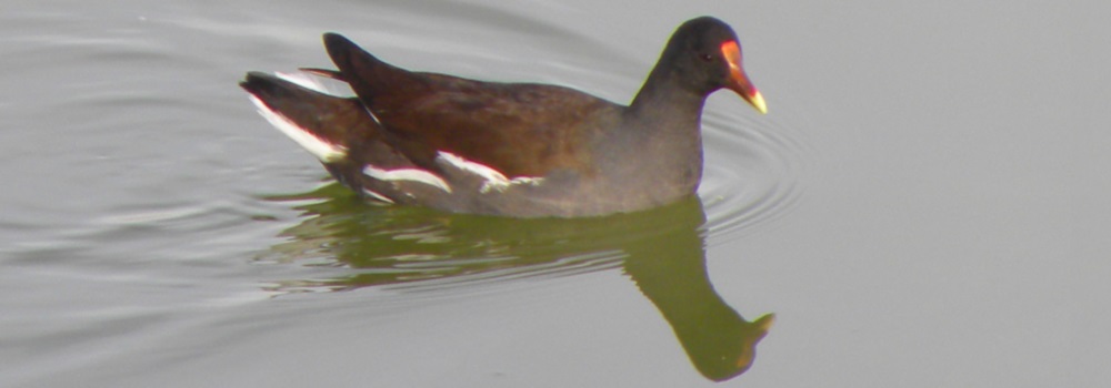 A moorhen atLake Casa Blanca