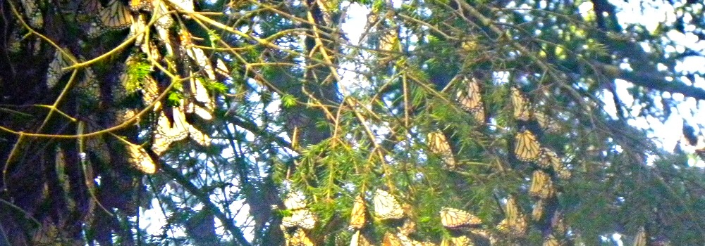 Oyamel Fir Trees