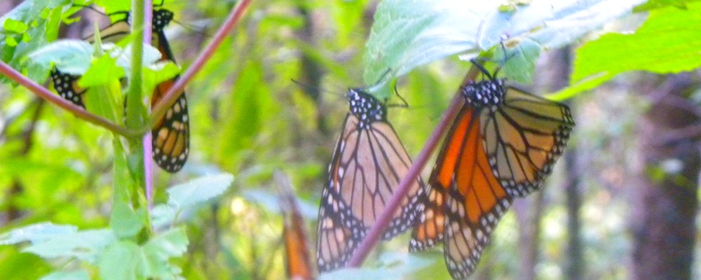 Monarchs now on lower branches