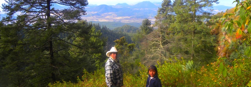 Oyamel fir forest