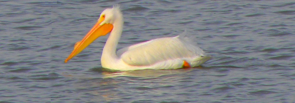 White Pelican