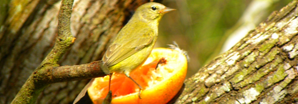 The Valley Birding, Estero Llano