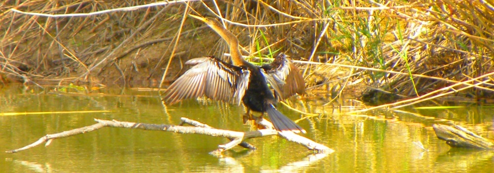 Inland Waterbirds, SwimmingAnhinga, Female