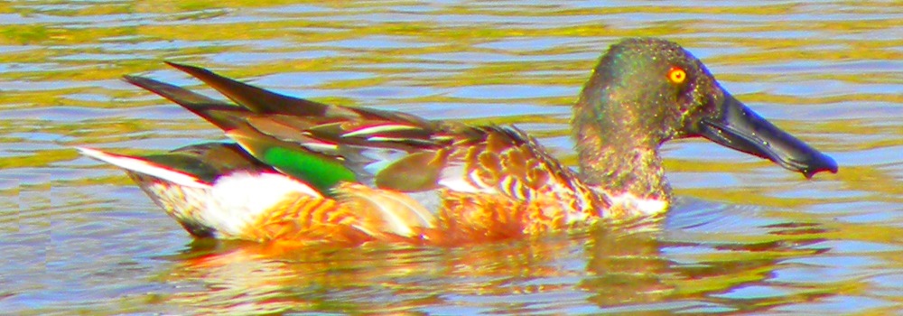 Inland Waterbirds, SwimmingNorthern Shoveler, drake