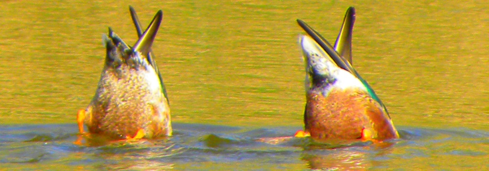 Northern Shovelers Diving