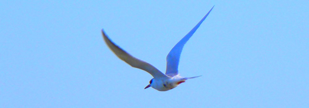 The Birds On Bird Island