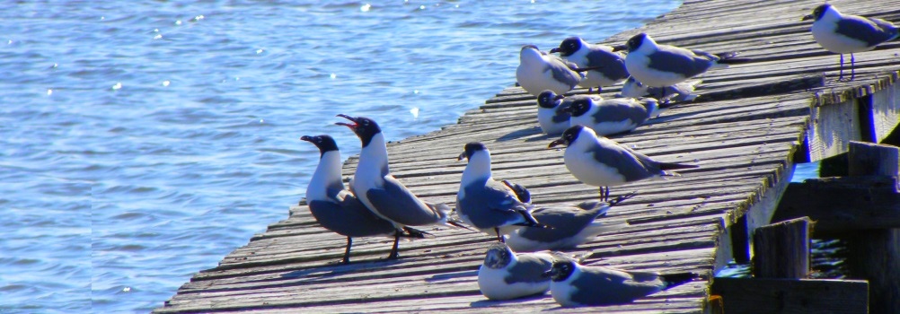 The Birds On Bird Island