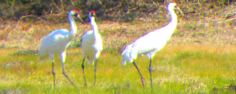 The Birds On Bird Island