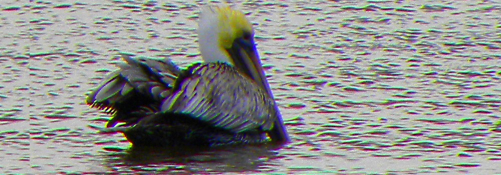The Birds at the Alligator Park