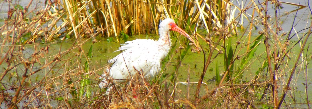 The Birds at the Alligator Park
