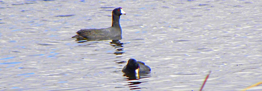 The Birds at the Alligator Park