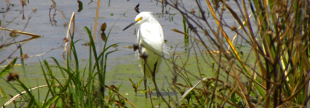 The Birds at the Alligator Park