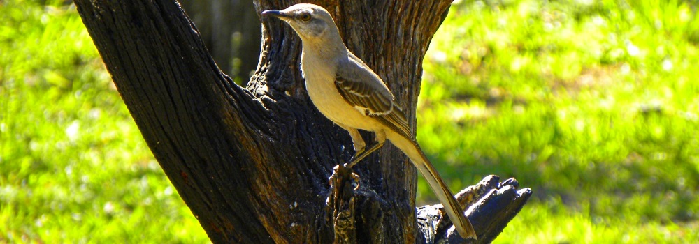 The Birds Along the Pedernales