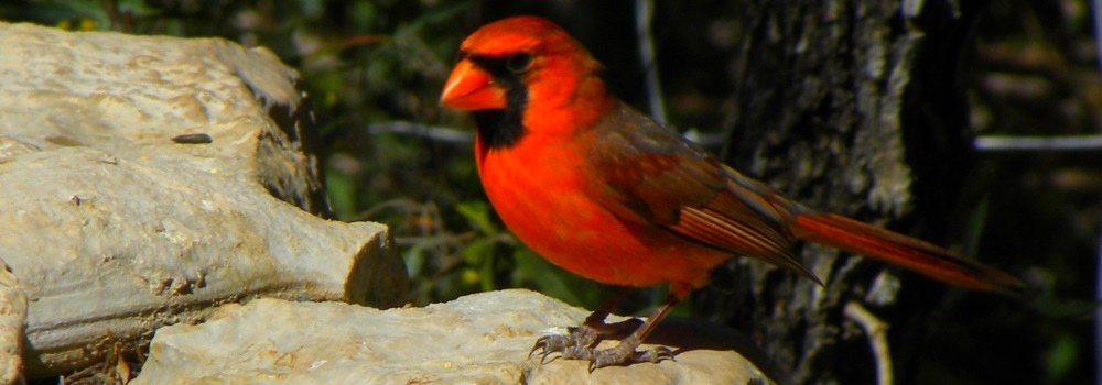 The Birds Along the South Llano