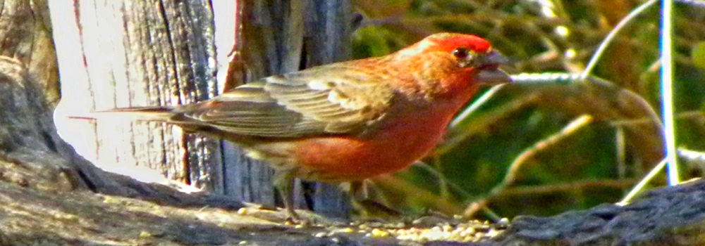 The Birds Along the South Llano