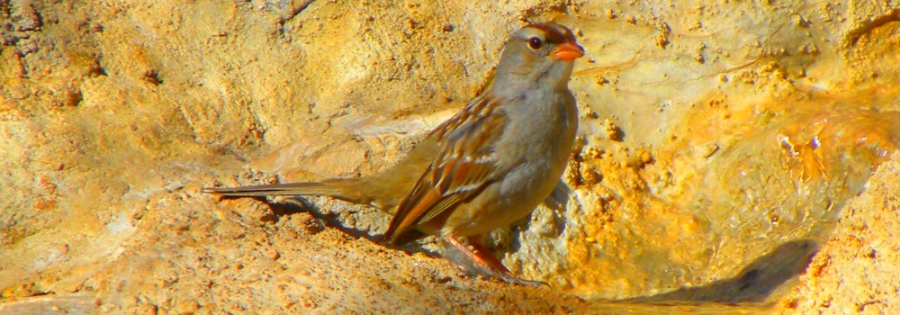 The Birds Along the South Llano