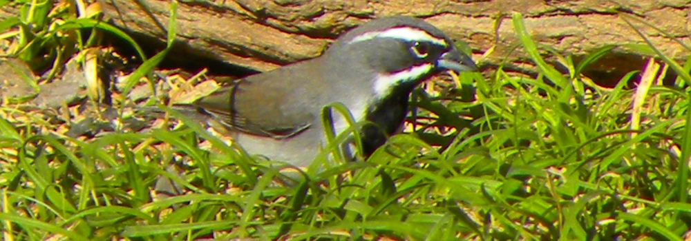 The Birds Along the South Llano