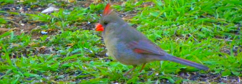 The Birds Along the Pedernales