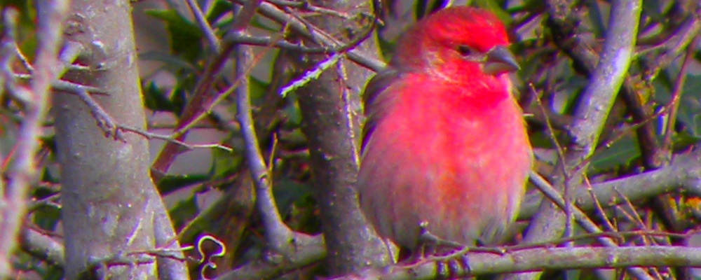 The Birds Along the Pedernales