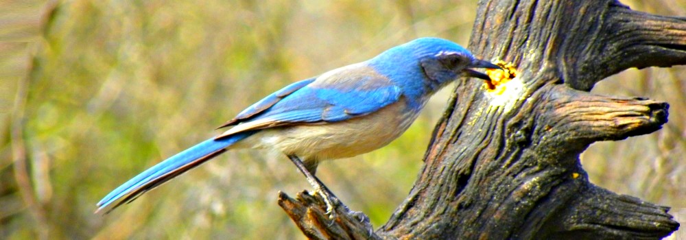The Birds Along the Pedernales