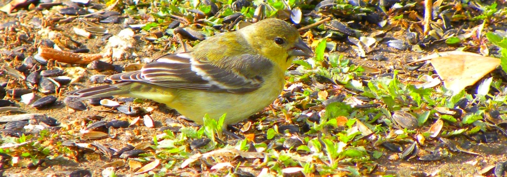 The Birds Along the Pedernales