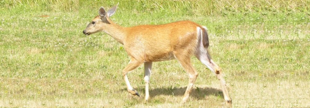 Young Doecoming to feed