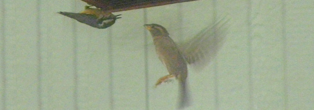 House SparrowSo Wants the Suet