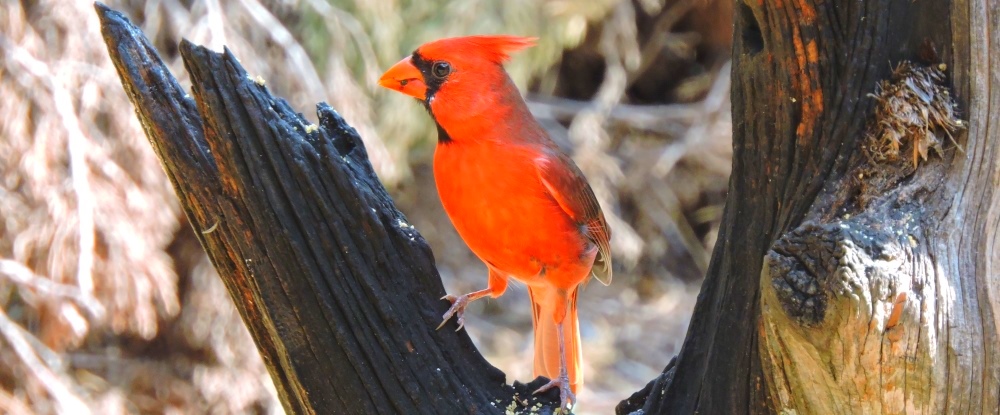 Male CardinalWaiting for the Bath
