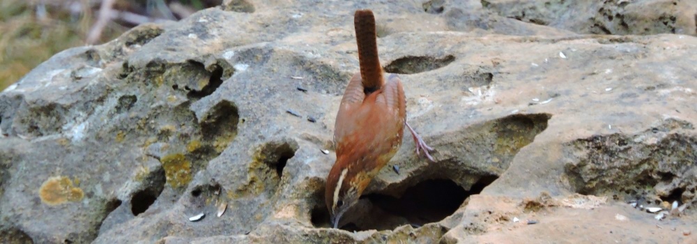 Canyon WrenChecking the Limestone