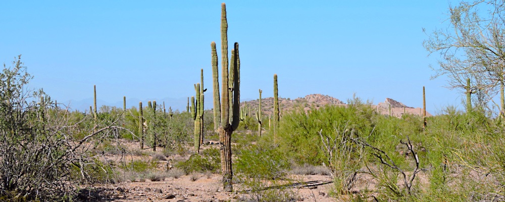 Saguaro CactusIn Sonoran Desert