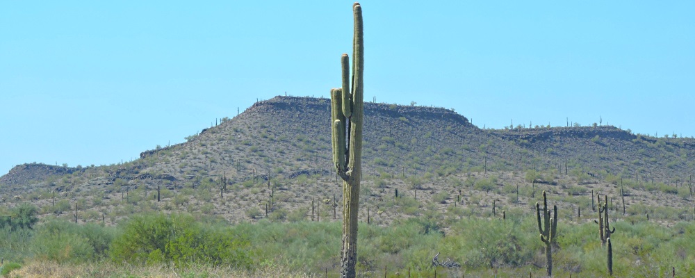 Saguaro CactusIn Sonoran Desert