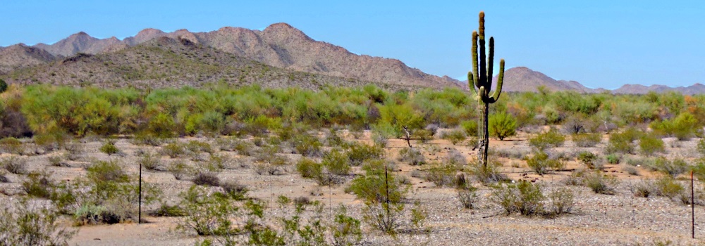 Saguaro CactusIn Sonoran Desert