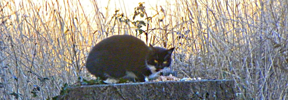 Feral CatComing to Feed