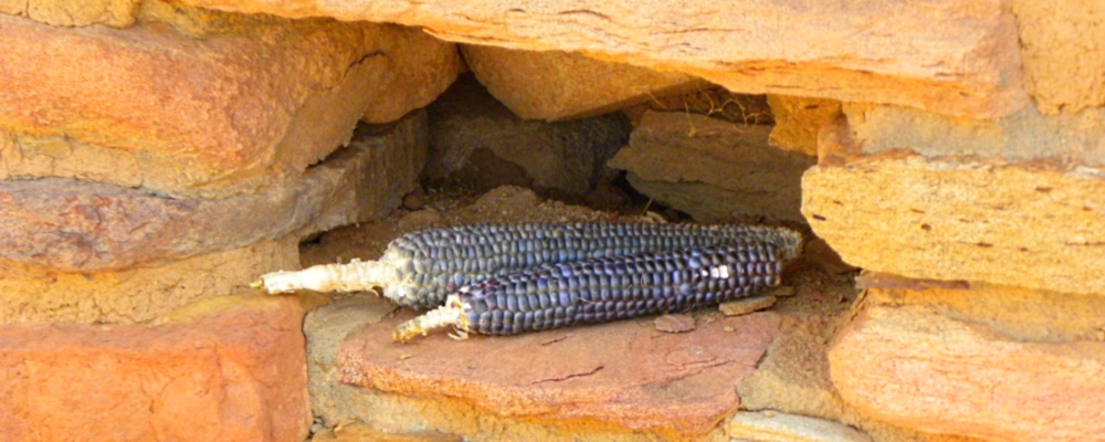 The Canyon of the AncientsLowery Pueblo Ruins