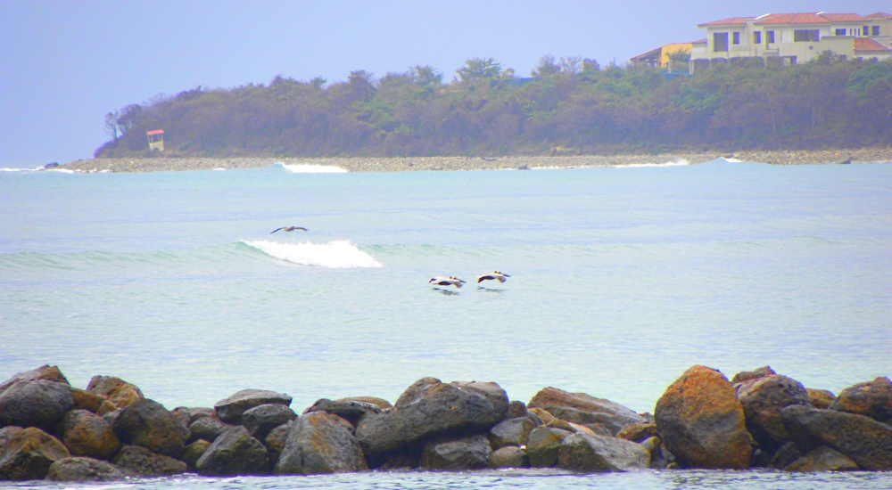 The Pacific Coast RegionPunta Mita Ecoregion