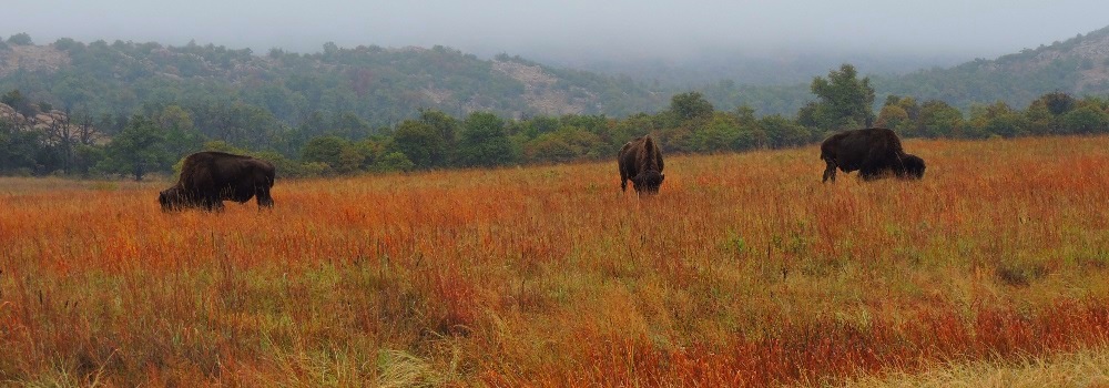 Wichita Mountain Wildlife Refuge