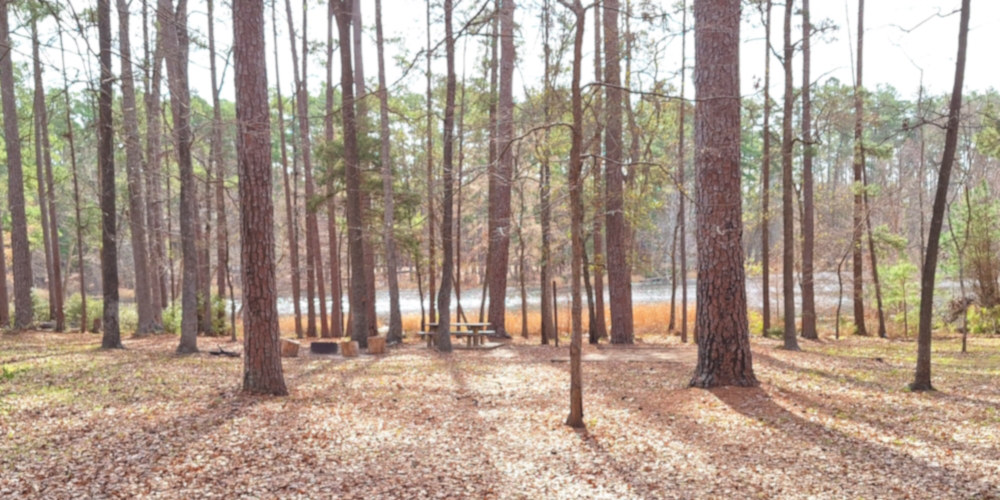The Coastal Plains RegionThe Piney Woods Ecoregion