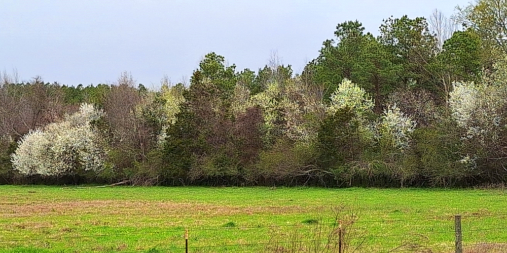 The Coastal Plains RegionThe Piney Woods Ecoregion