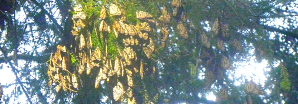 Transcontinental Volcanic MtnsOn top of the Mountain