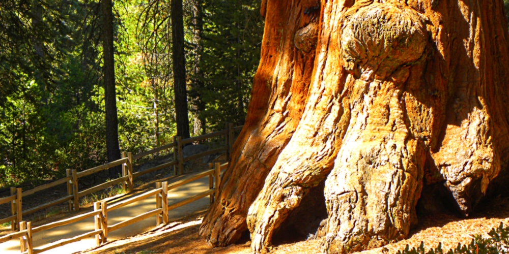 The Kings CanyonGiant Sequoias