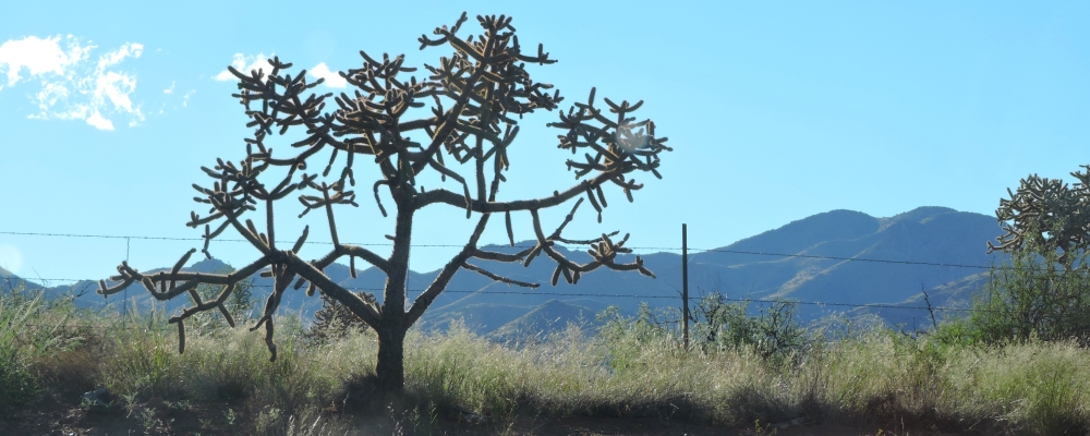 Colorado Plateau DesertImage