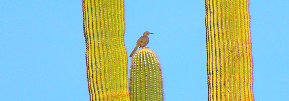 The Organ Pipe Cactus DesertBrown Thrasher
